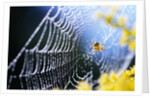 Spider on Dew-Covered Web by Anonymous