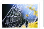 Spider on Dew-Covered Web by Anonymous