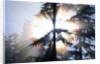 Sunlight Shining Through Trees in Forest by Anonymous
