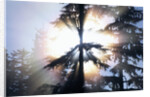 Sunlight Shining Through Trees in Forest by Anonymous