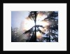 Sunlight Shining Through Trees in Forest by Anonymous