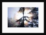 Sunlight Shining Through Trees in Forest by Anonymous