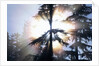 Sunlight Shining Through Trees in Forest by Anonymous