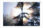 Sunlight Shining Through Trees in Forest by Anonymous