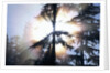 Sunlight Shining Through Trees in Forest by Anonymous