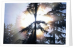 Sunlight Shining Through Trees in Forest by Anonymous