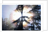 Sunlight Shining Through Trees in Forest by Anonymous