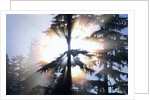 Sunlight Shining Through Trees in Forest by Anonymous