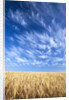 Wispy Clouds Swirling over Wheat Field by Anonymous