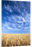 Wispy Clouds Swirling over Wheat Field by Anonymous