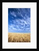 Wispy Clouds Swirling over Wheat Field by Anonymous