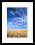 Wispy Clouds Swirling over Wheat Field by Anonymous