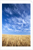 Wispy Clouds Swirling over Wheat Field by Anonymous