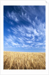 Wispy Clouds Swirling over Wheat Field by Anonymous