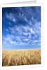 Wispy Clouds Swirling over Wheat Field by Anonymous