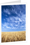 Wispy Clouds Swirling over Wheat Field by Anonymous