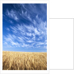 Wispy Clouds Swirling over Wheat Field by Anonymous