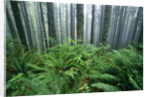 Fog Settling on Lush Rainforest by Anonymous