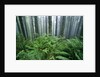 Fog Settling on Lush Rainforest by Anonymous