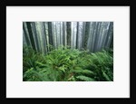 Fog Settling on Lush Rainforest by Anonymous