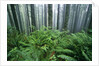 Fog Settling on Lush Rainforest by Anonymous