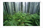 Fog Settling on Lush Rainforest by Anonymous