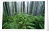 Fog Settling on Lush Rainforest by Anonymous
