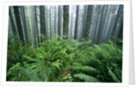 Fog Settling on Lush Rainforest by Anonymous