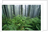 Fog Settling on Lush Rainforest by Anonymous