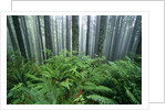 Fog Settling on Lush Rainforest by Anonymous