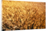 Wheat Crop Growing in Field by Anonymous