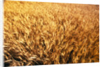 Wheat Crop Growing in Field by Anonymous