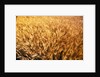 Wheat Crop Growing in Field by Anonymous