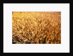 Wheat Crop Growing in Field by Anonymous
