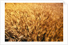 Wheat Crop Growing in Field by Anonymous