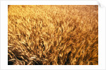 Wheat Crop Growing in Field by Anonymous