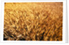Wheat Crop Growing in Field by Anonymous