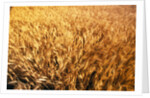 Wheat Crop Growing in Field by Anonymous