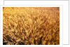 Wheat Crop Growing in Field by Anonymous