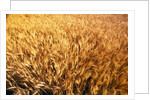 Wheat Crop Growing in Field by Anonymous