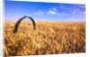 Wheat Crop Growing in Field by Anonymous