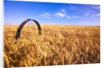 Wheat Crop Growing in Field by Anonymous