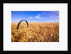 Wheat Crop Growing in Field by Anonymous