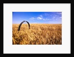 Wheat Crop Growing in Field by Anonymous