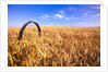 Wheat Crop Growing in Field by Anonymous