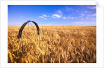 Wheat Crop Growing in Field by Anonymous
