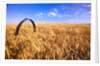 Wheat Crop Growing in Field by Anonymous