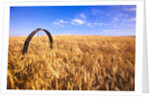 Wheat Crop Growing in Field by Anonymous