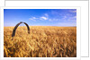 Wheat Crop Growing in Field by Anonymous