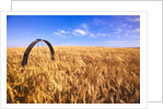 Wheat Crop Growing in Field by Anonymous